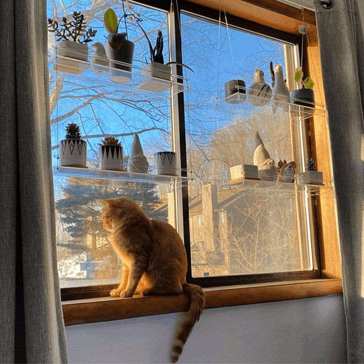 VibeCore Transparent Hanging Plant Shelf with 2 shelves, angled view featuring a sleek acrylic design and adjustable cords, with a cat sitting on the windowsill beside it.