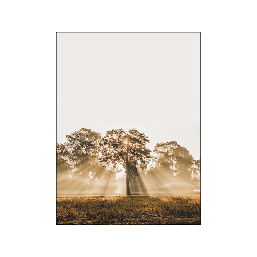 VibeCore Calm Serenity Canvas Prints Option C: sunlight peering through trees